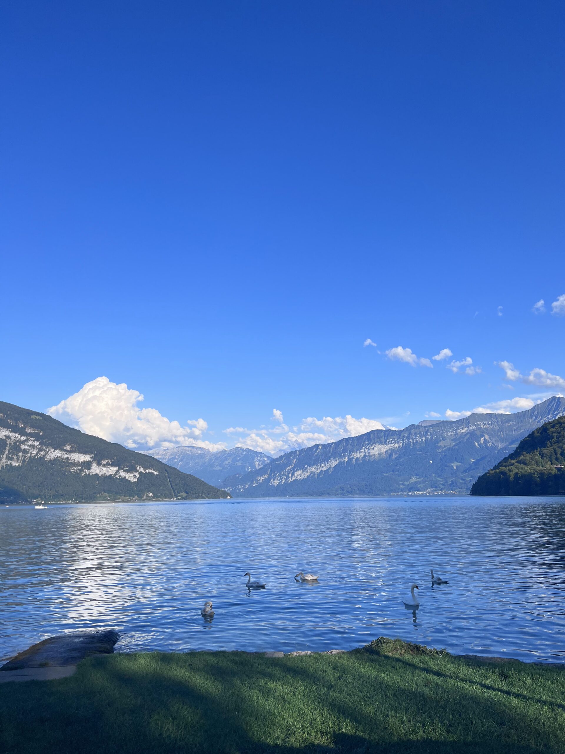 Lake Spiez Nature