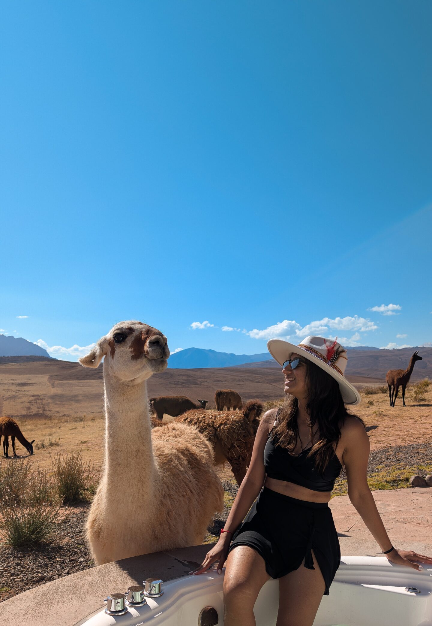 Mountain View Experience Llama