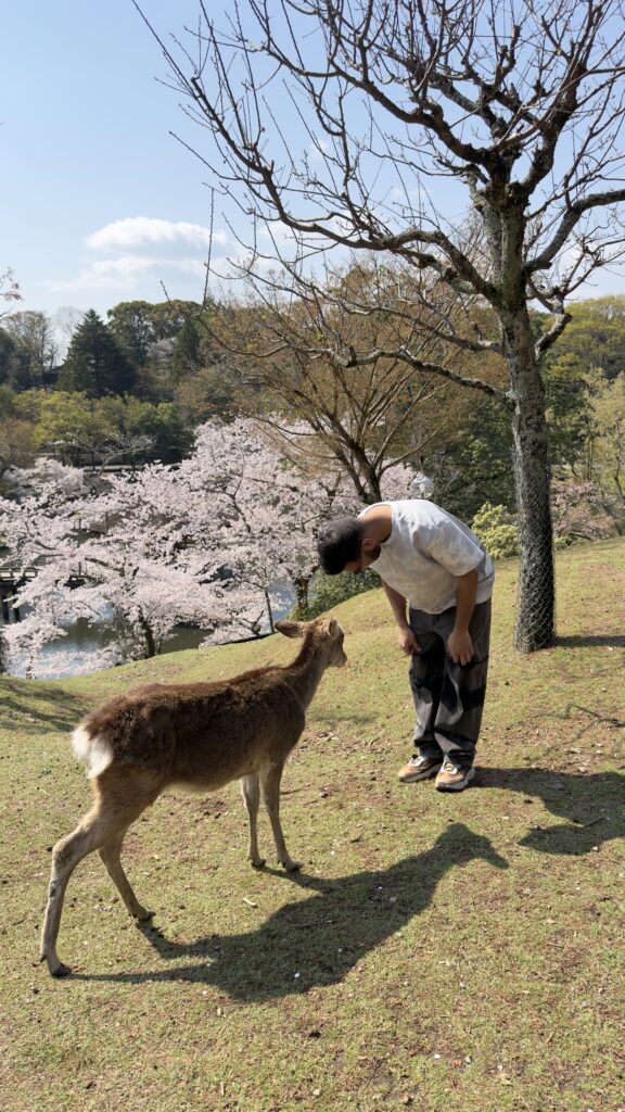 Man bowing to a sika deer on a grassy slope beneath cherry blossom trees in Nara Park