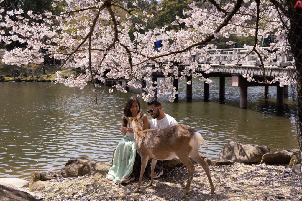 Couple sitting by the pond with a friendly sika deer beneath cherry blossoms at Ukimido, Nara Park