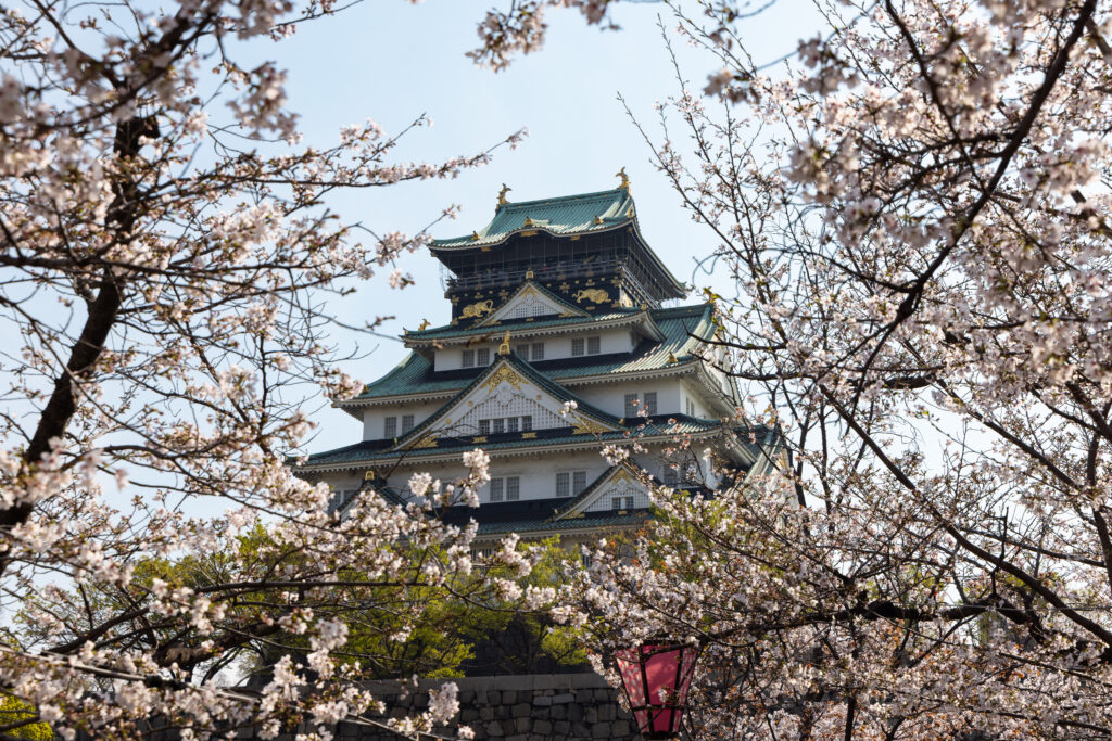 Osaka Castle main keep framed by cherry blossoms in full bloom, Osaka
