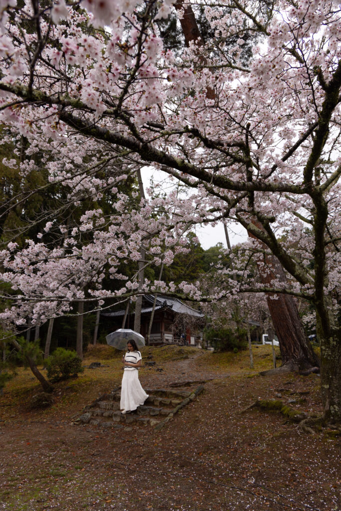 Woman holding a dark umbrella standing beneath blooming cherry blossom trees on the grounds of Daigo-ji Temple, Kyoto